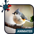 Icon of program: Bird Live Wallpaper  Keyb…