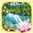 Icon of program: Swans and Lilies LWP