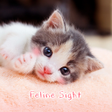 プログラムのアイコン：Cute Wallpaper Feline Sig…