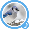 プログラムのアイコン：Bird Sounds - Free Ringto…