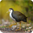 Icon of program: Pikatan Ruak Ruak Ampuh M…