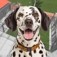 Ikona programu: Pet Dog Rescue Shelter Ga…