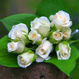 程序图标：White Rose Live Wallpaper…