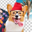 Ikona programu: Dog Photo Editor