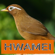 Icon of program: Master Kicau Hwamei/Wambi