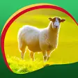 Sheep Live Wallpapers