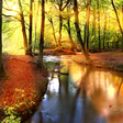 程序图标：Autumn Forest Live Wallpa…