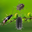 Icon of program: Bugs run in phone simulat…