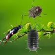 Bugs run in phone simulated