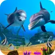 Dolphin Fish Live Wallpaper HD