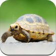 Turtle Wallpaper HD icon