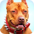 Icon of program: Pitbull Wallpaper