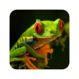 Icono de programa: Animal Wallpaper