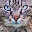 プログラムのアイコン：Cat Sounds  Tail Talk