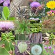 ไอคอนของโปรแกรม: Weeds of South East QLD a…