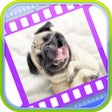 プログラムのアイコン：Funny Dog Videos - Funnie…