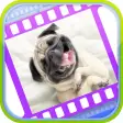 Funny Dog Videos - Funniest Moments