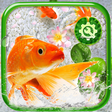 Koi Fish Launcher Theme