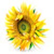 Icon of program: Helianthus.annuus