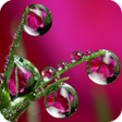 程序图标：Water Drops Wallpaper