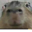 Icon of program: Ok i pull up capybara han…