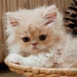 Icoon van programma: Cats Spot the Difference