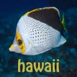 ไอคอนของโปรแกรม: Scuba Fish Hawaii