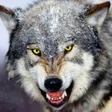 Icono de programa: Wolf Wallpapers