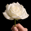 Icon of program: Sympathy and Condolences …