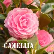 Camellia Theme HOME
