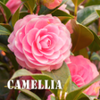 Icon of program: Camellia Theme HOME