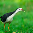 Icône du programme : White-breasted Waterhen S…