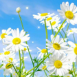 程序图标：Spring Live Wallpaper