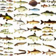 Речные рыбы. Виды и описание