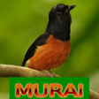 أيقونة البرنامج: Master Kicau Murai