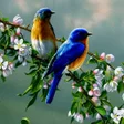 Icon of program: Nature Sounds Offline