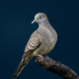 プログラムのアイコン：Zebra dove Sound