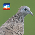 Иконка программы: Zebra dove Sound