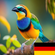 程序图标：Learn Animals in German