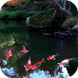 Ikona programu: Koi Fish Live Video Wallp…