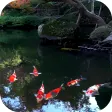 Koi Fish Live Video Wallpaper