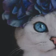 Иконка программы: Beautiful cute cats Offli…