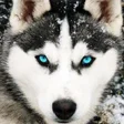 Ikon program: Husky Dog Wallpaper HD