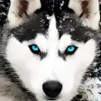 Husky Dog Wallpaper HD