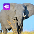 Symbol des Programms: Elephant Sounds