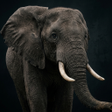プログラムのアイコン：Elephant Sounds