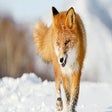 ไอคอนของโปรแกรม: Fox Wallpaper