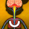 プログラムのアイコン:How does The Human Body W…