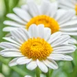 Иконка программы: HD Quality Spring Wallpap…