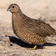 プログラムのアイコン：Quail Calling Sounds